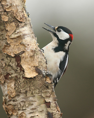 Great Spotted Woodpecker, Newport, April 2018