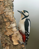 Great Spotted Woodpecker, Newport, April 2018