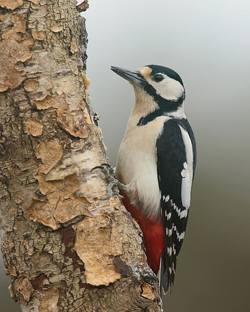 Great Spotted Woodpecker, Newport, April 2018