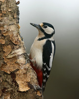 Great Spotted Woodpecker, Newport, April 2018