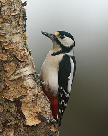 Great Spotted Woodpecker, Newport, April 2018