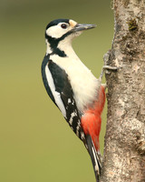 Great Spotted Woodpecker, Newport, April 2018
