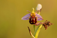 Bee Orchid, Oldbury, June 2022