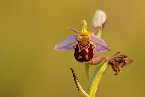 Bee Orchid, Oldbury, June 2022
