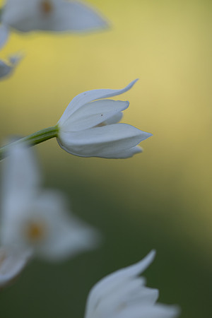 Sword-leaved Helleborine, Rodbrough Common, May 2024