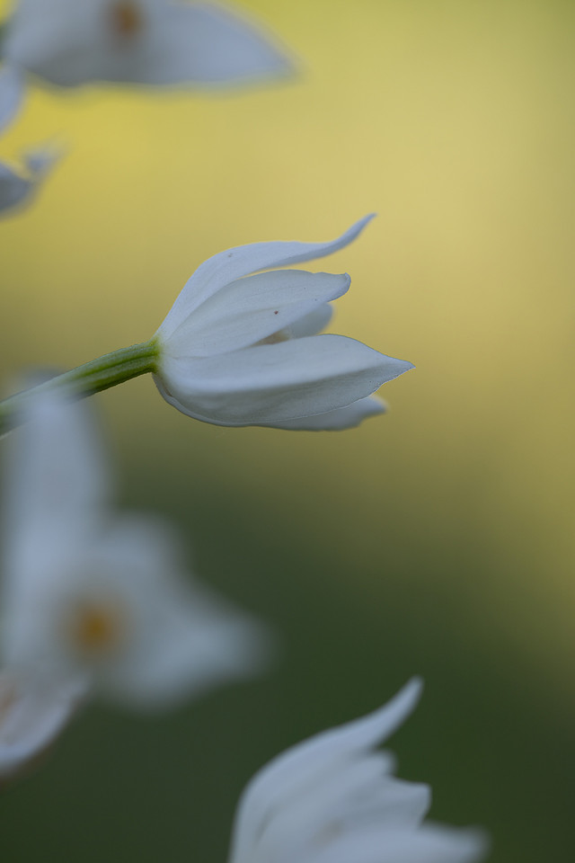 Sword-leaved Helleborine, Rodbrough Common, May 2024