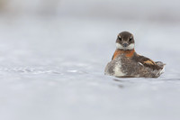 Red-necked Phalarope, Floi,  Iceland, June 2022