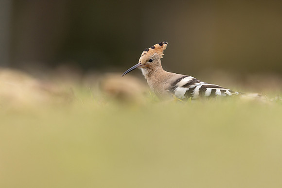 Hoopoe, Swansea, October 2024