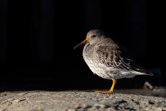 Purple Sandpiper, Portishead, January 2022