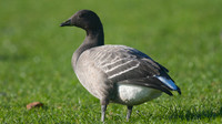 Brent Goose, Walpole Park, Gosport, December 2014.