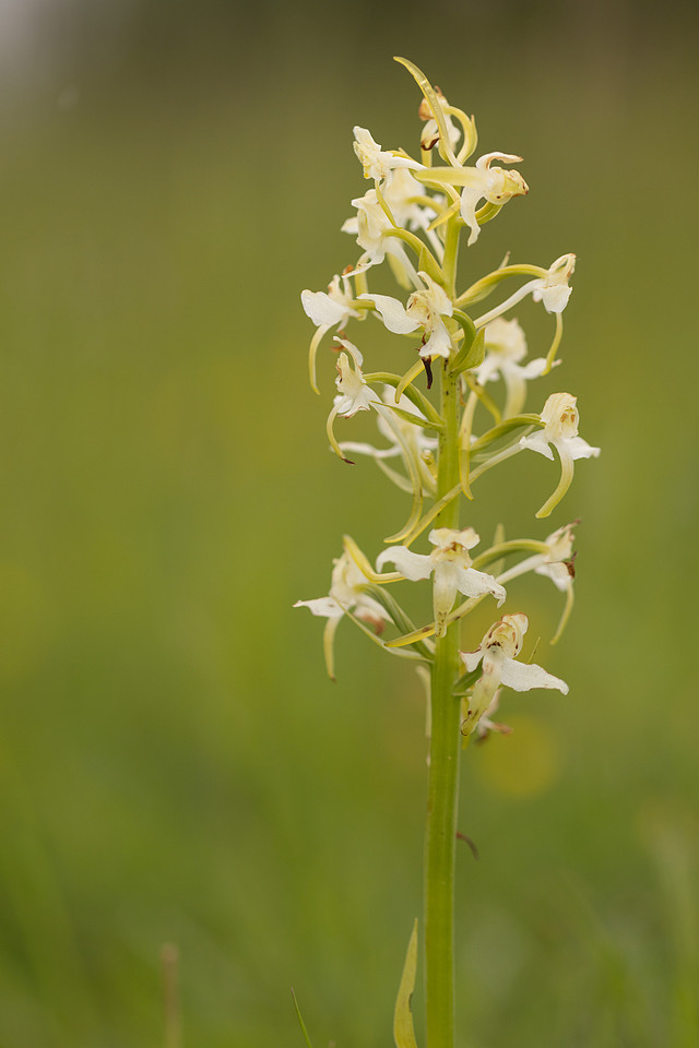Greater Butterfly-orchid, Rudge Hill, May 2024
