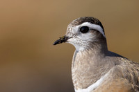 Dotterel, Batsjford, Norway, June 2023