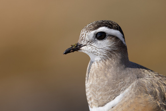 Dotterel, Batsjford, Norway, June 2023