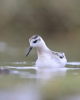 Grey Phalarope, Huntspill, October 2018