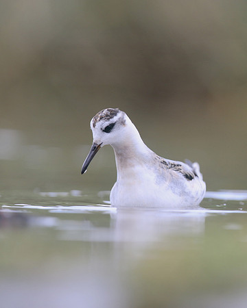 Grey Phalarope, Huntspill, October 2018