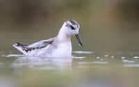Grey Phalarope, Huntspill, October 2018
