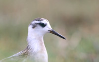 Grey Phalarope, Huntspill, October 2018