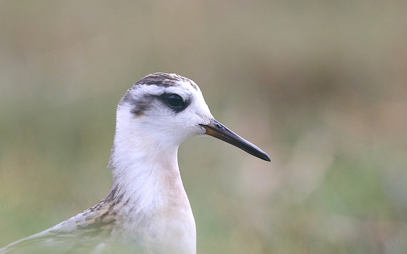 Grey Phalarope, Huntspill, October 2018