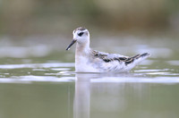 Grey Phalarope, Huntspill, October 2018