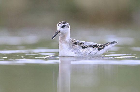Grey Phalarope, Huntspill, October 2018