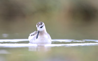 Grey Phalarope, Huntspill, October 2018