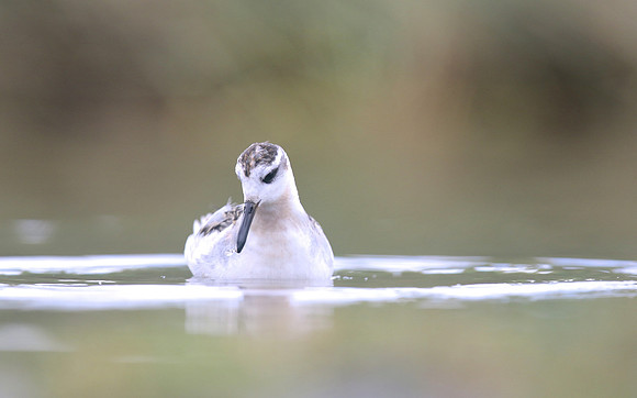 Grey Phalarope, Huntspill, October 2018