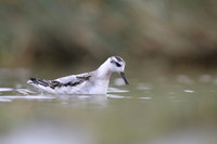 Grey Phalarope, Huntspill, October 2018