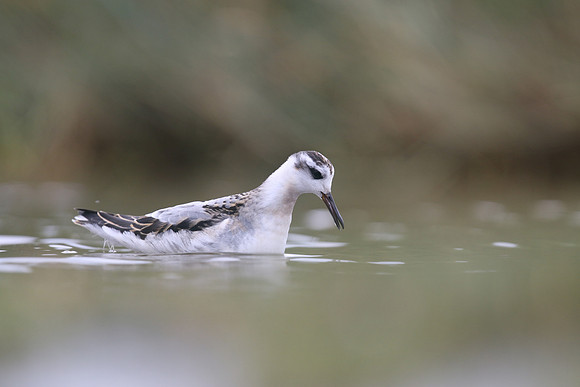 Grey Phalarope, Huntspill, October 2018