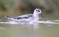 Grey Phalarope, Huntspill, October 2018