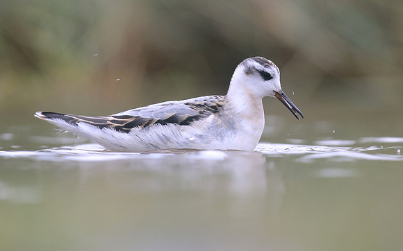 Grey Phalarope, Huntspill, October 2018