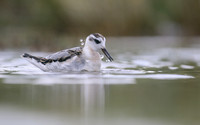 Grey Phalarope, Huntspill, October 2018