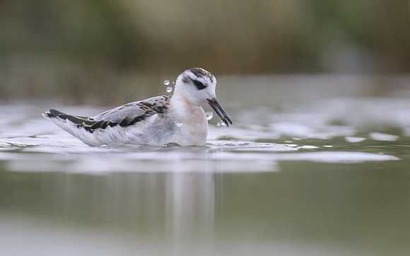Grey Phalarope, Huntspill, October 2018