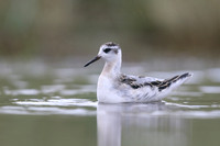 Grey Phalarope, Huntspill, October 2018