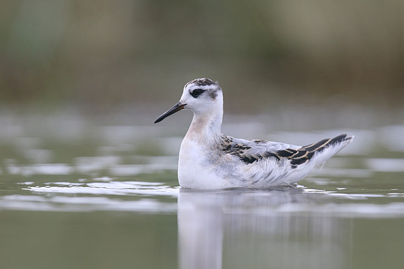 Grey Phalarope, Huntspill, October 2018
