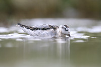 Grey Phalarope, Huntspill, October 2018