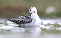 Grey Phalarope, Huntspill, October 2018