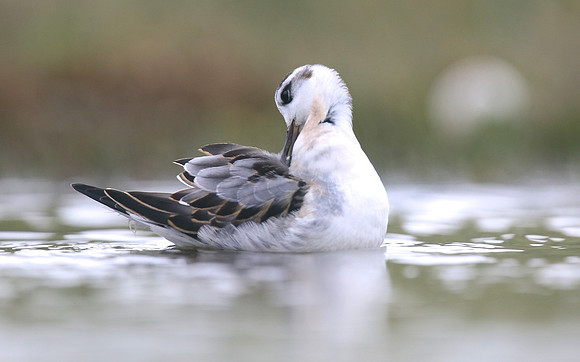 Grey Phalarope, Huntspill, October 2018