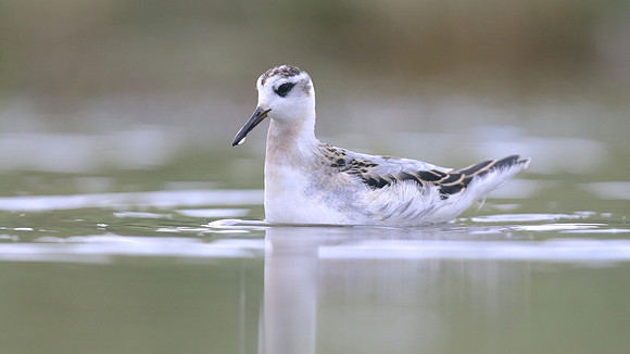 Grey Phalarope, Huntspill, October 2018