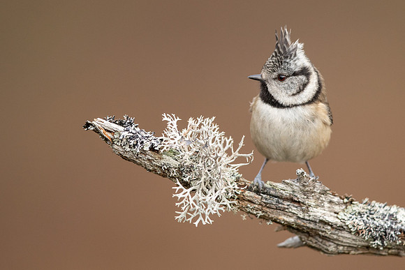 Crested Tit, Loch Garten, February 2022