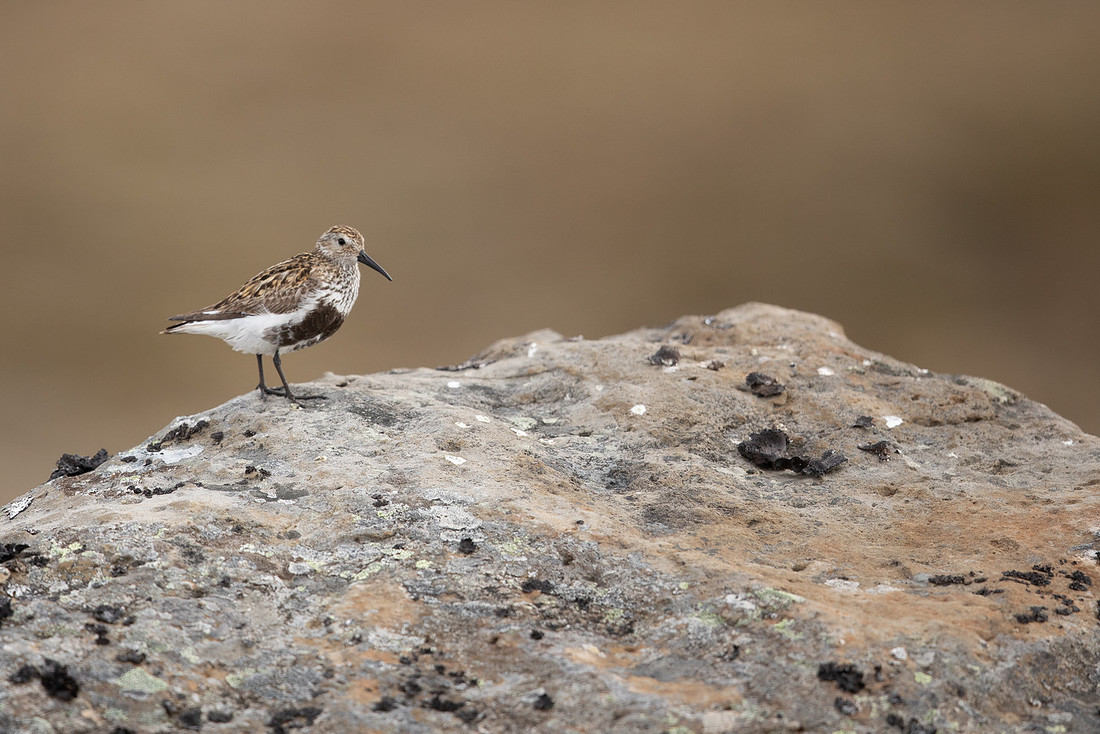 Dunlin, Raufarhofn, Iceland, June 2022.