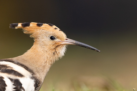 Hoopoe, Swansea, October 2024