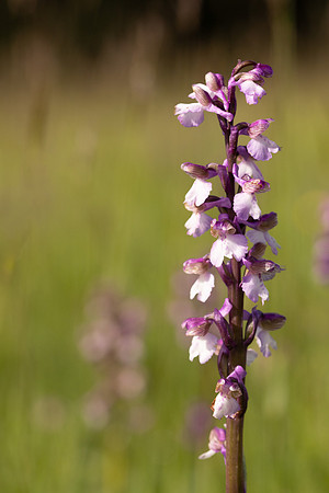 Green-winged Orchid, Melrose Farm, May 2024