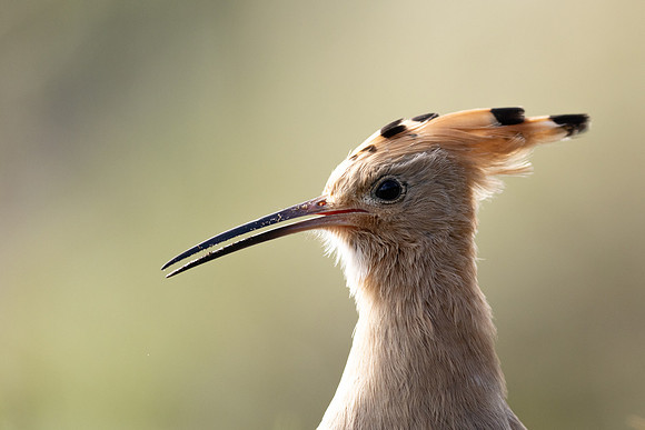 Hoopoe, Swansea, October 2024