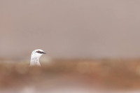 Ptarmigan, Cairngorms, February 2024