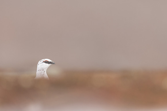Ptarmigan, Cairngorms, February 2024
