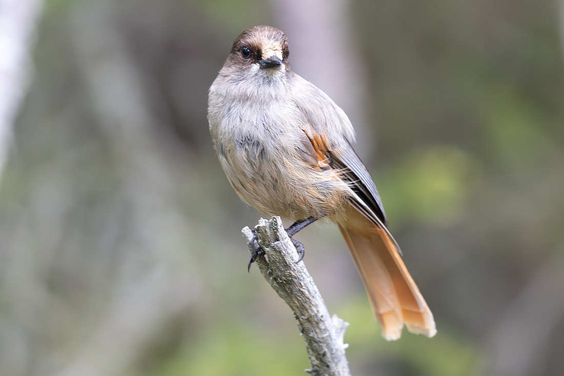 Siberian Jay, Konttainen, Finland, June 2025