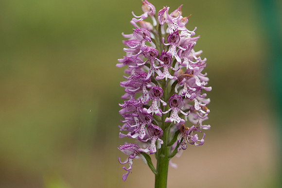 Lady x Monkey Orchid, Hartslock, June 2025