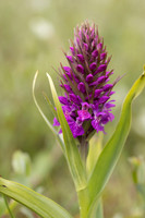 Early Marsh-orchid, Kenfig, June 2024