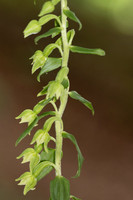 Narrow-lipped Helleborine, Cotswolds, July 2023