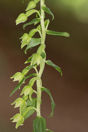 Narrow-lipped Helleborine, Cotswolds, July 2023